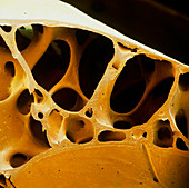 Knochen Falke 40x - Schädelknochen