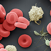 Blood cells, SEM