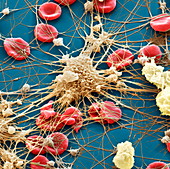 Blutzellen 2700x - Blutzellen 2700-1