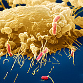 Macrophage engulfing E. coli, SEM