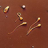 Coloured SEM of human sperm cells