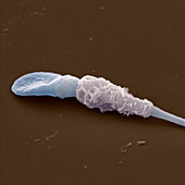 Sperm cell, SEM