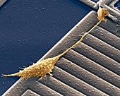 Nervenzelle auf einem Microchip