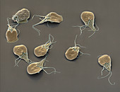 Giardia lamblia protozoa, SEM