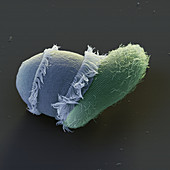 Didinium attacking Paramecium