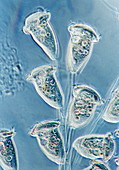 Vorticella protozoa, light micrograph