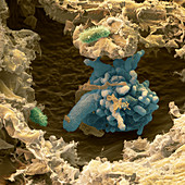 Amoeba proteus 420x - Amoeba proteus