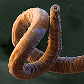 Annelid worm