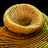 Colour SEM of the rear sucker of a medicinal leech