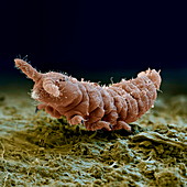 Collembola 220x - 