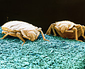 SEM of bed bugs crawling on fabric
