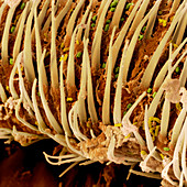 Colour SEM of hairs on fly maggot in compost heap