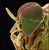 Head of a black fly