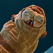 Bluebottle larva