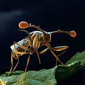 Stalk-eyed fly, SEM