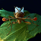 Stalk-eyed fly, SEM