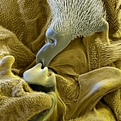 Stable fly wing, SEM