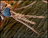 Coloured SEM of a malaria mosquito (Anopheles sp.)