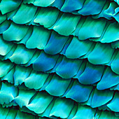 SEM of scales from the peacock butterfly