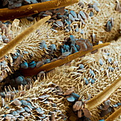Silkworm cuticle, SEM
