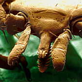 Sheep tick mouthparts, SEM