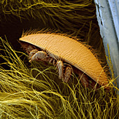 SEM of the honeybee mite Varroa jacobsoni