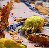 SEM of a dust mite