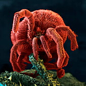 Velvet mite, SEM