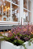 Heather in window box outside window