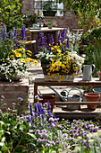 Sommer-Terrasse mit Mehlsalbei, Elfenspiegel und Kapkörbchen