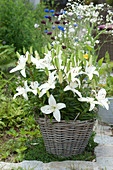 White Lilies 'navona' In The Basket
