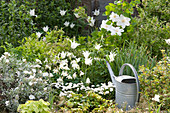 Weißes Frühsommer-Beet mit Tulpen und Clematis