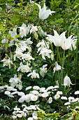 Weißes Frühsommer-Beet mit Tulpen und Akelei