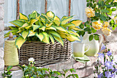 Funkie 'Orange Marmalade' in a basket by the stable window