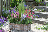 Basket with Angelonia Angel face