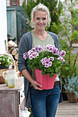 Woman With Noble Geranium Aristo 'purple Stripes'