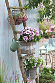 Geraniums hung on wooden ladder to save space