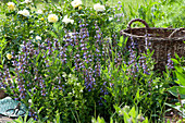 Flowering Sage In The Bed