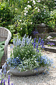 Blau - weiß bepflanzte Schale mit Mehlsalbei, Männertreu und Zauberschnee