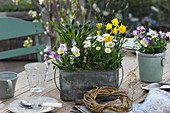 Bepflanzter Kasten mit Frühlingsblühern als Tischdeko