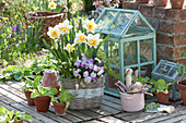 Daffodils 'white Lion', Horned Violets And Grape Hyacinths In The Basket