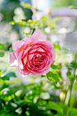 Englische Rose 'Jubilee Celebration'