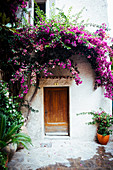 Bougainvillea über der Haustür eines mediterranen Hauses
