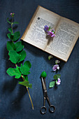 Zweig, Wickenblüten, Schere und aufgeschlagenes Buch