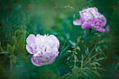 Two peonies amongst grasses in mysterious light