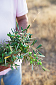 Crop woman with olive branch