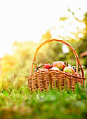 Apples in Basket on Grass