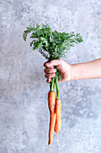 A child's hand holding fresh carrots