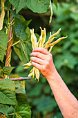 Harvesting yellow wax beans