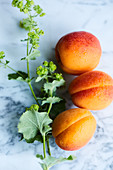 Three apricots and a sprig of lady's mantle